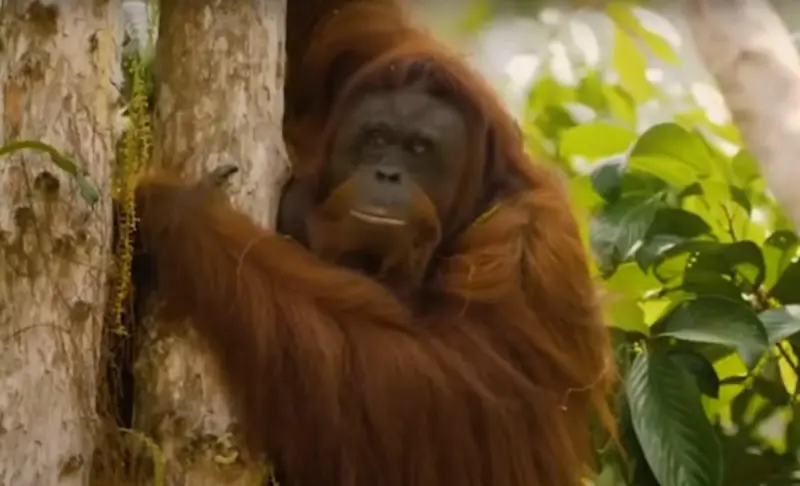 Орангутанг впервые среди диких животных использовал лекарственное растение для лечения раны