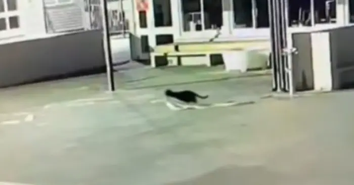 Извращенец воровал детские трусы в раздевалке