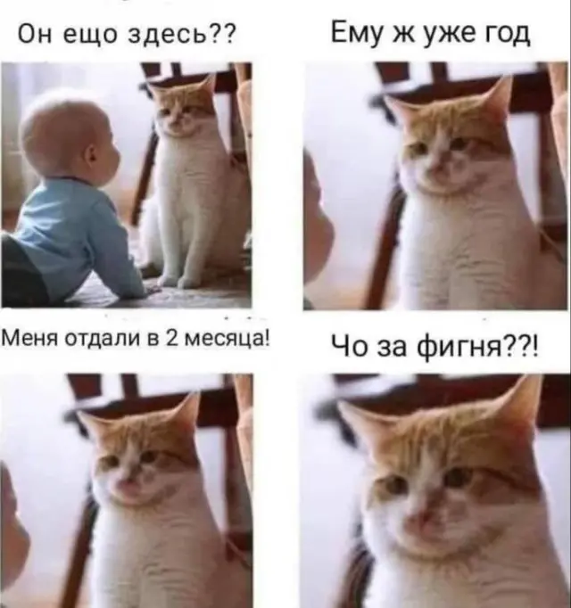 Котоподборка