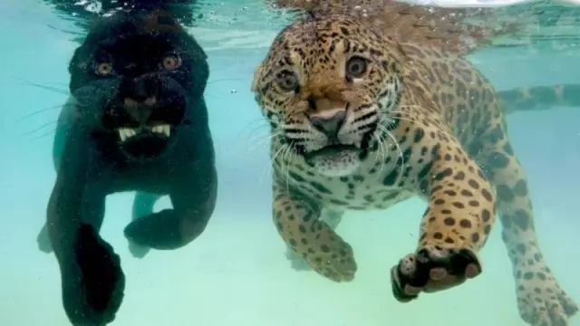 Интересные фотографии из серии "вау" 24.03.2026