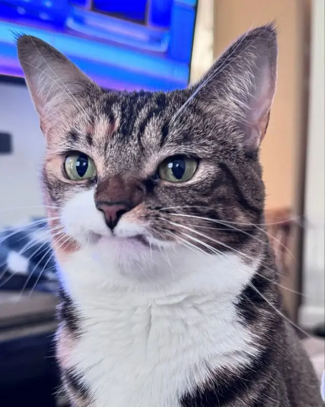 Недовольный, но милый кот по кличке Прелесть