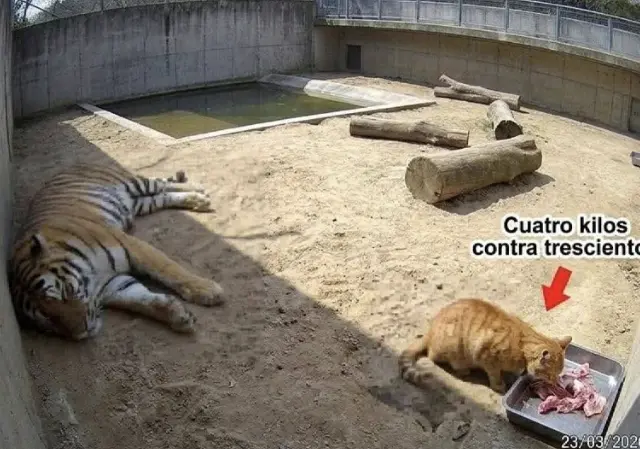 Кот-«гурман» регулярно наведывается к тигру за ужином в зоопарке Мехико