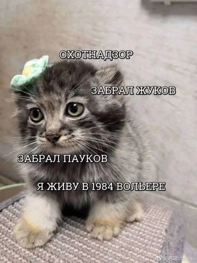 Коллекция самых нелепых мемов 28.09.2026